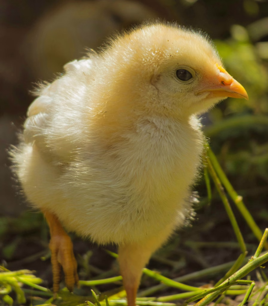 Health Benefits of Chicken