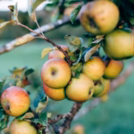 Health Benefits of Apples