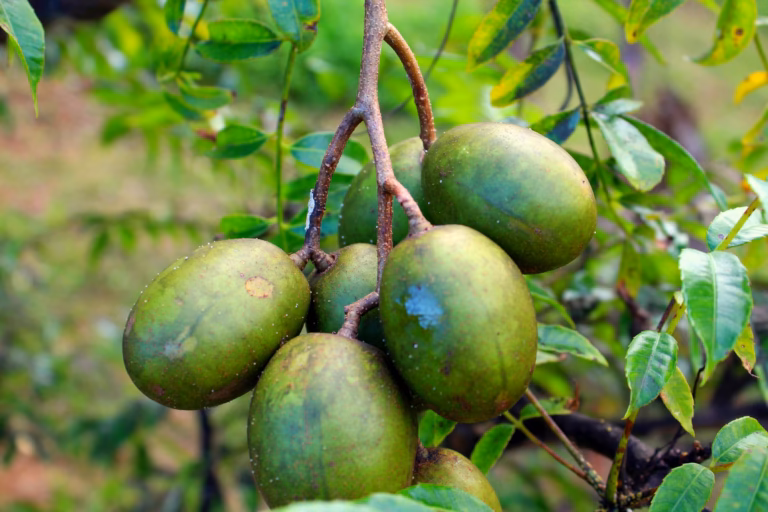 Hog Plum Benefits: 15 Powerful Reasons to Add This Superfruit to Your Daily Diet