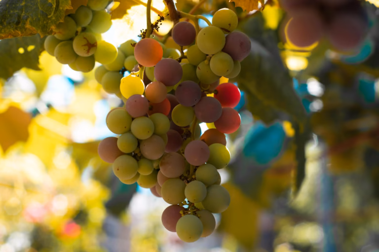 The Top Health Benefits of Grapes