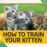 How to Train a Kitten