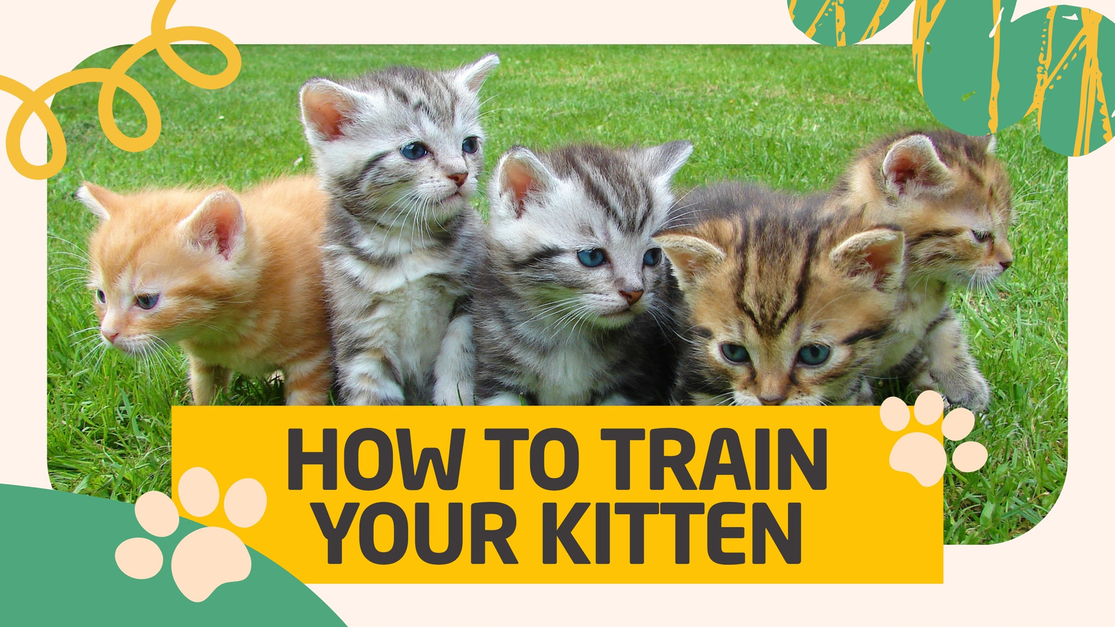 How to Train a Kitten