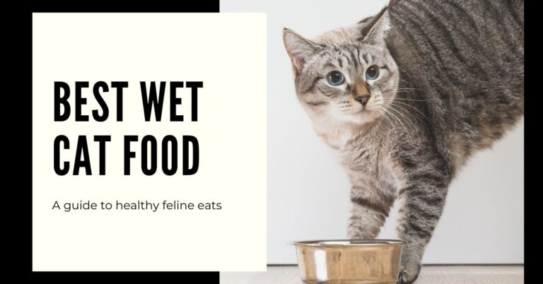 best wet cat food