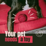 indestructible dog toys