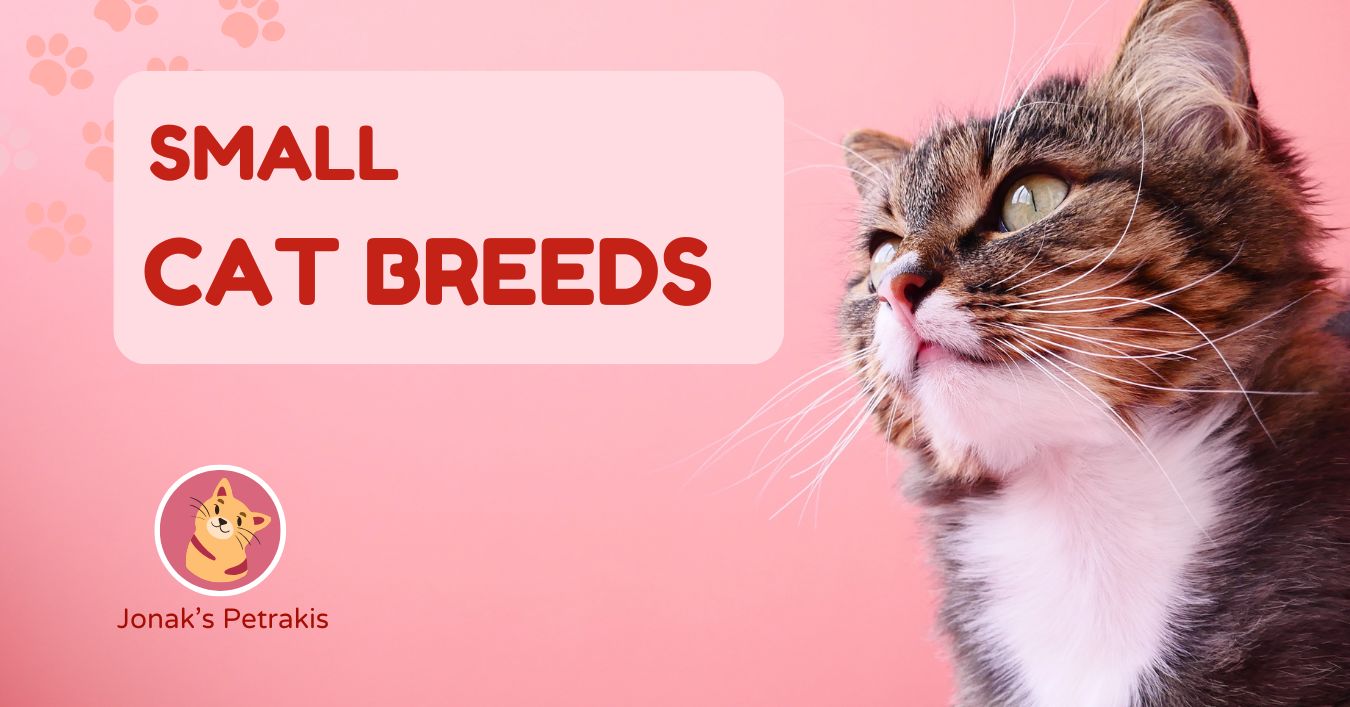 small cat breeds