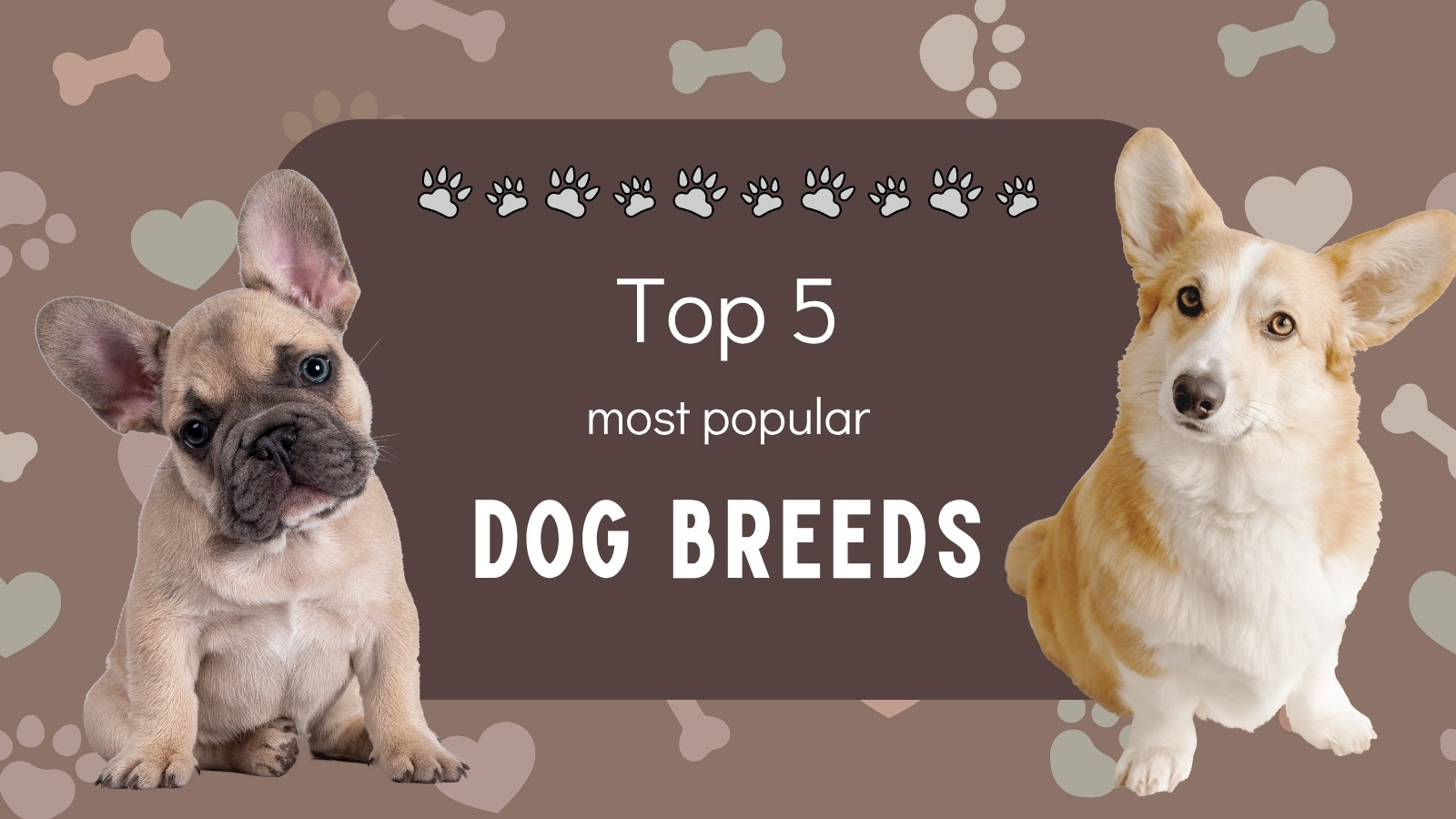 small dog breeds