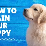 Puppy Training