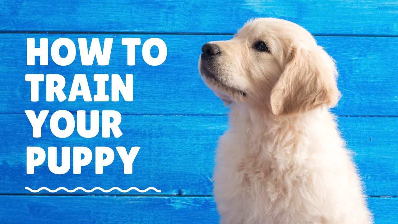 Puppy Training